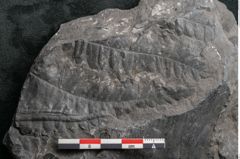 Foto (Detailansicht) von Asplenium hochstetteri Unger (NHMW-GEO-2024-0188-10299)